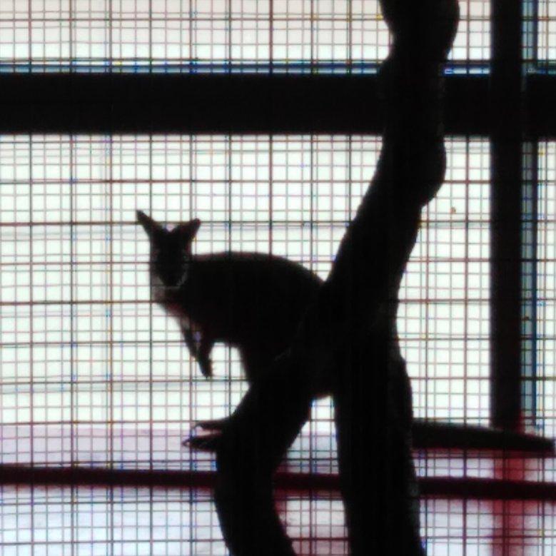 亚洲天使童声合唱团-让我们荡起双桨（口琴版）（Saber-Athena-Nick remix）