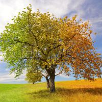 Serenade of Seasons: Nature's Melodic Landscape