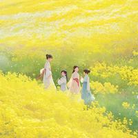 油菜花 纯音乐 钢琴曲