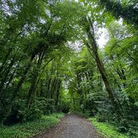 The Path to Ashford Castle