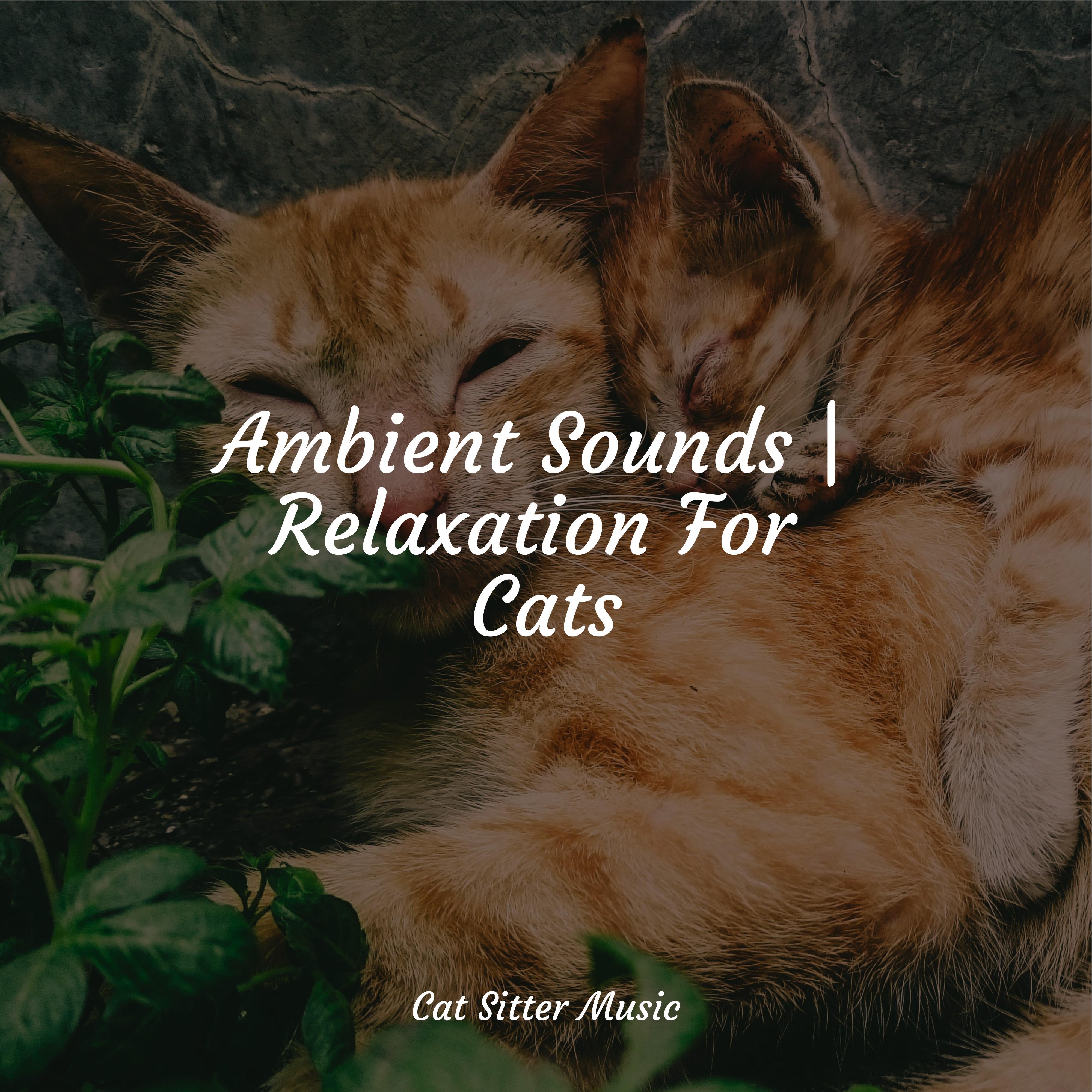 Picture Idea: Welness And Mindfulness Music For Relaxing Cats Calm Music For