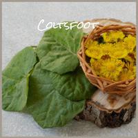 Coltsfoot