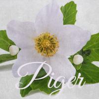 Piger