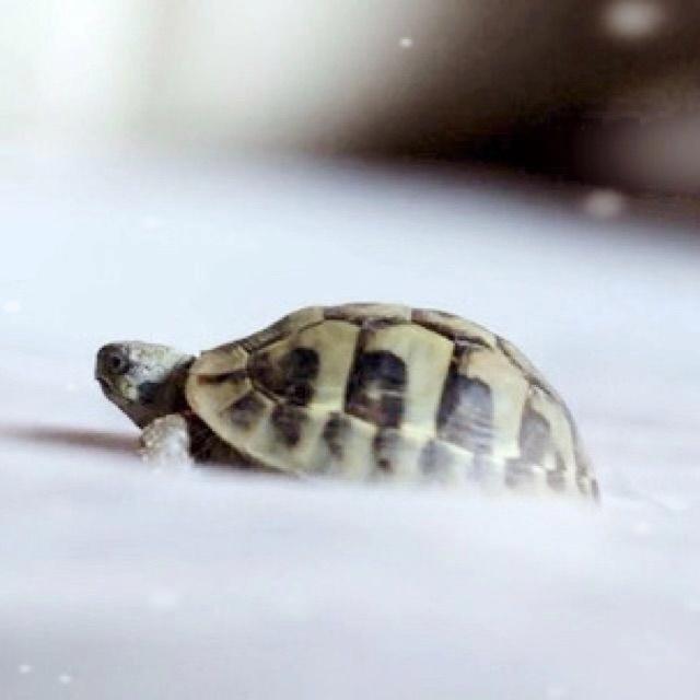 SilenceH