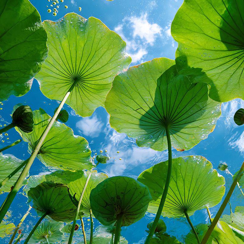 鸟之诗（emo破碎感）