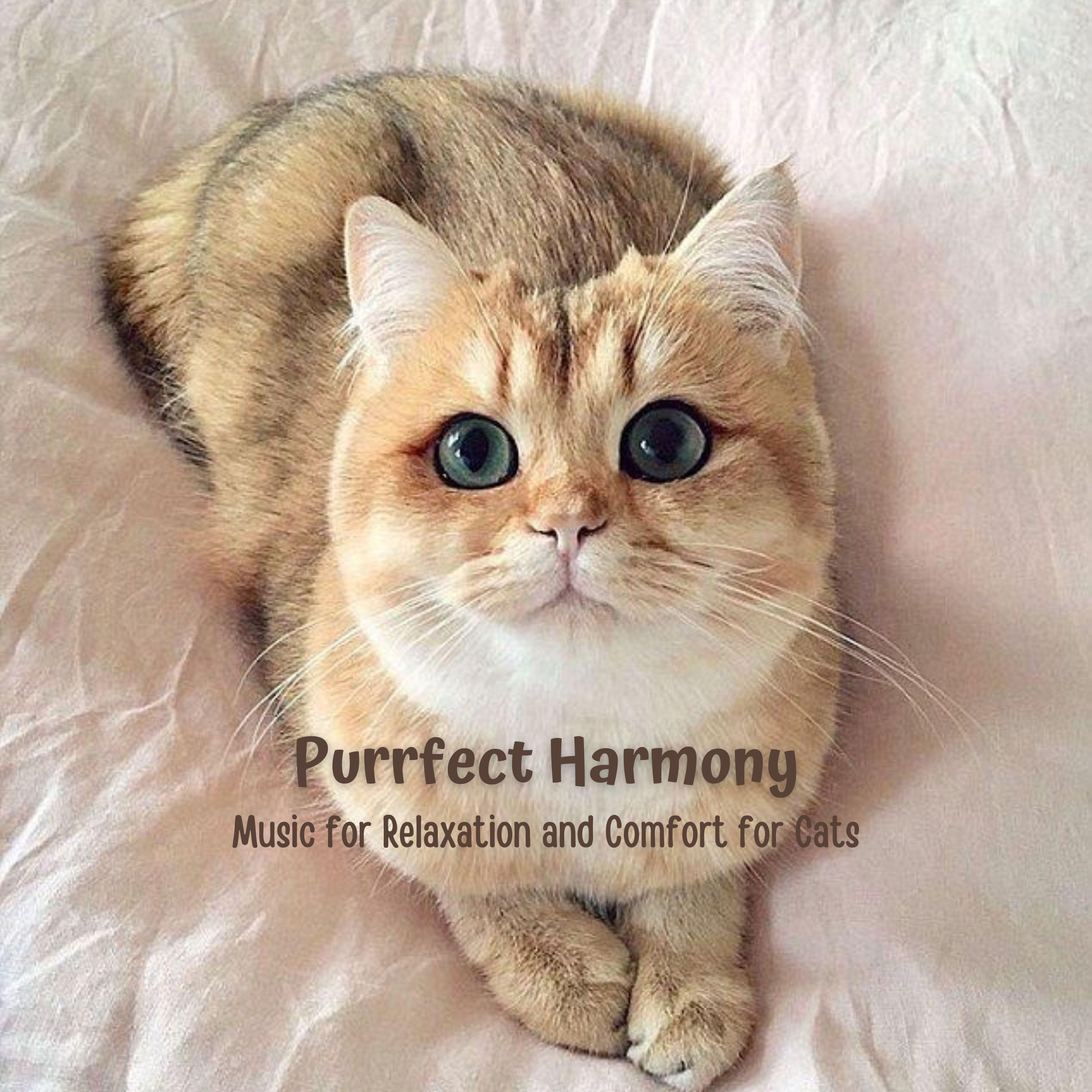 Mew-sic for Meditation - Relaxcation/Cat Relaxation Excellence/Ultimate ...