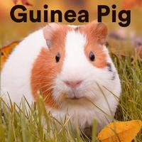 The Guinea Pig Gurus