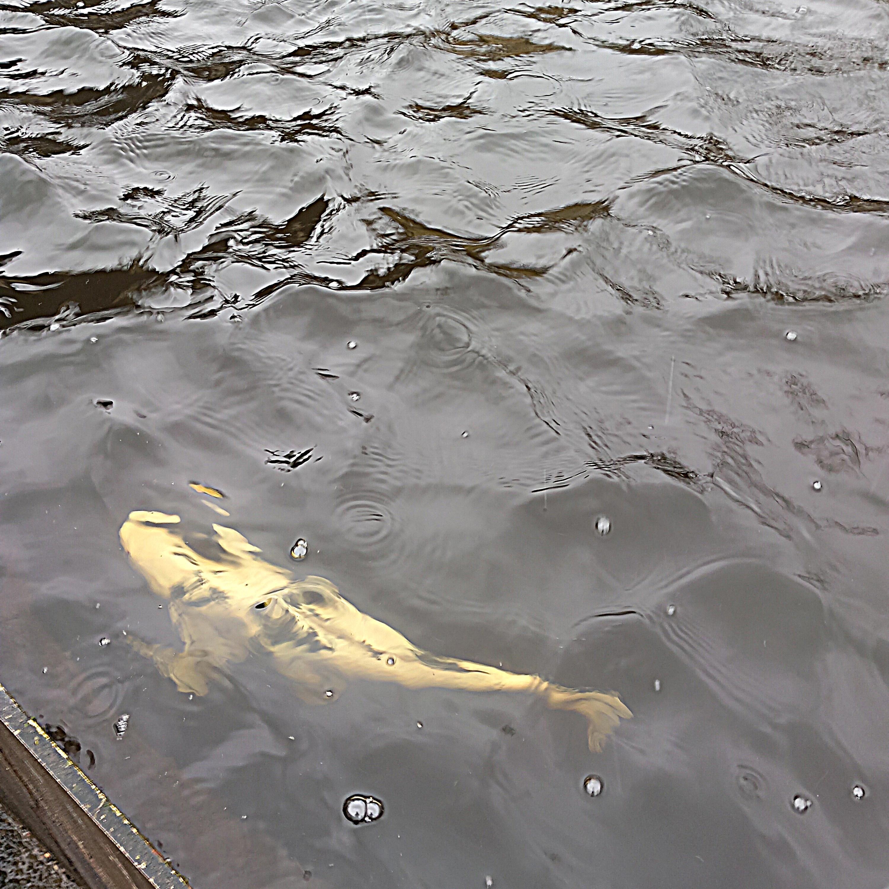 how 2 trap (feat. Speedlmt, Death Classic & ohgee)