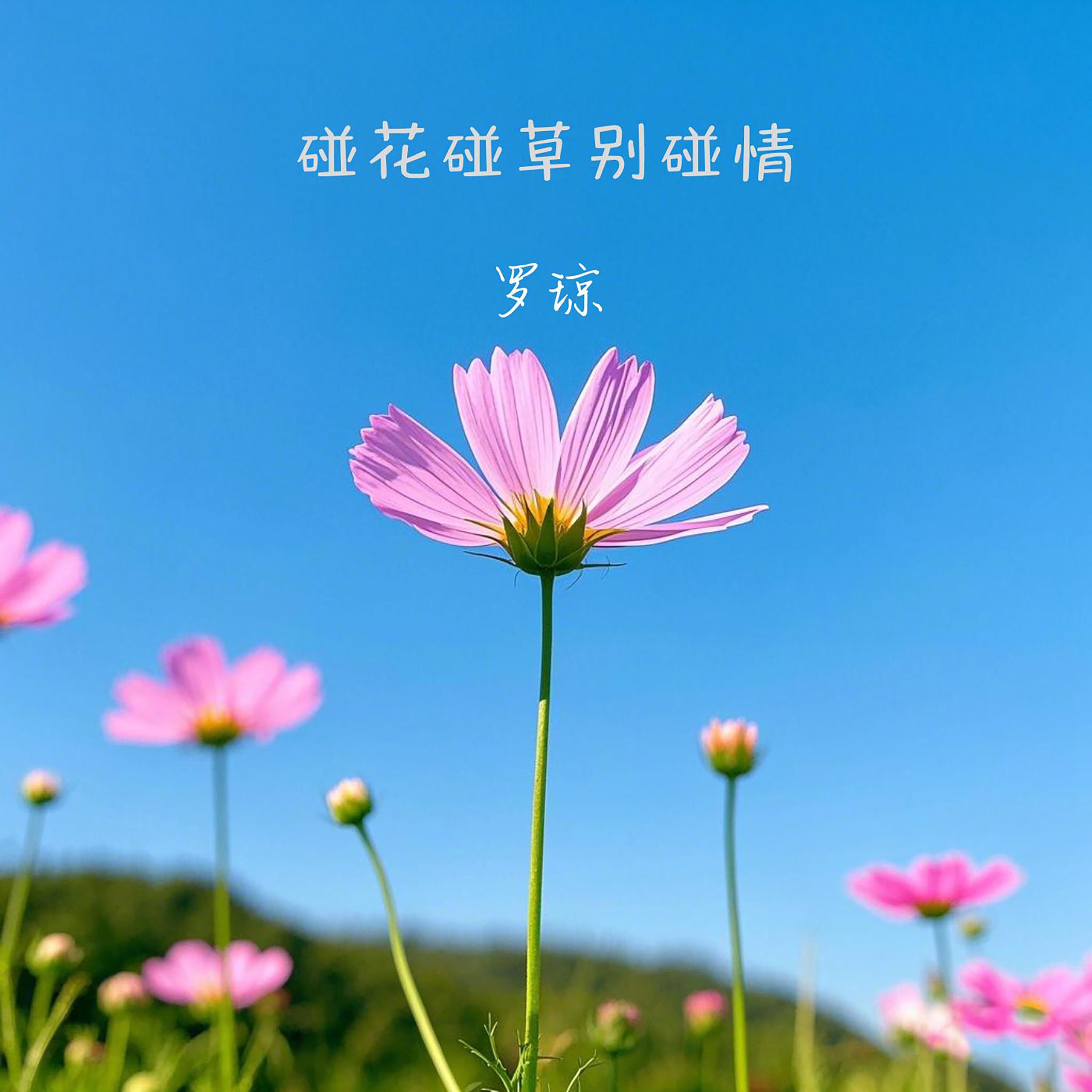 碰花碰草别碰情封面