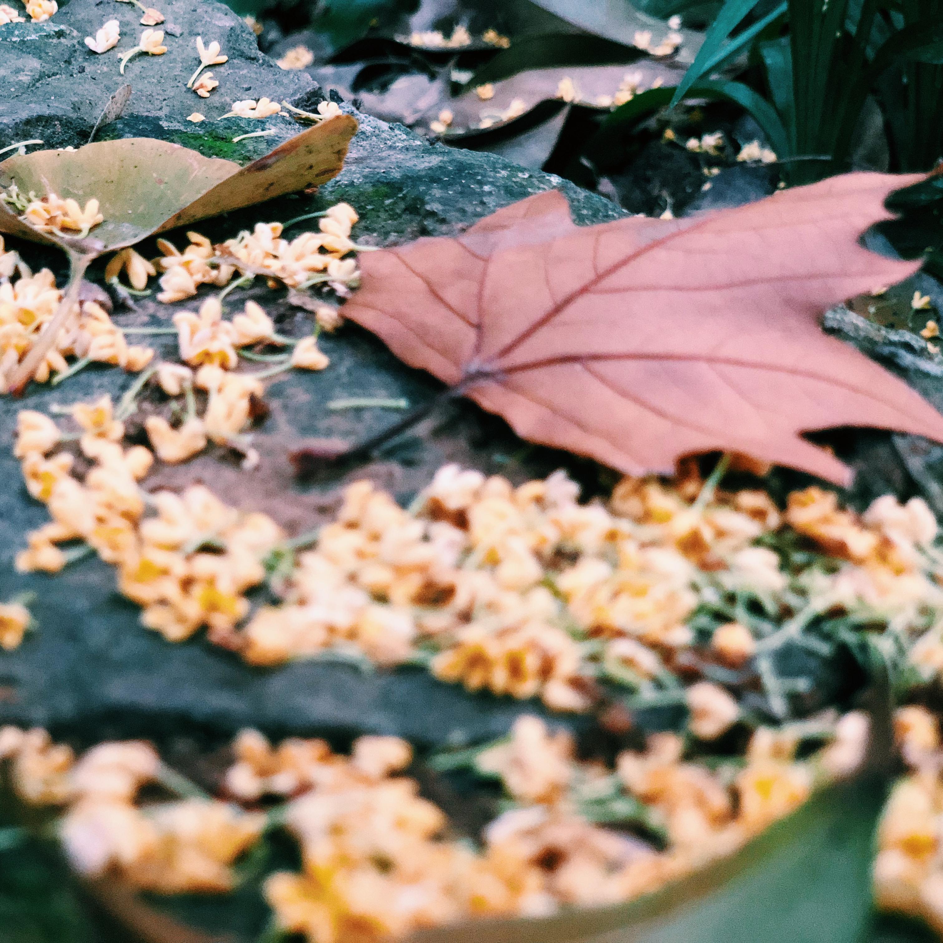 鱼仔_胖虎小姐姐_Autumn Leaves | 在线播放_鱼仔歌词_鱼仔下载 | 网易云音乐