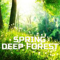 Spring Deep Forest