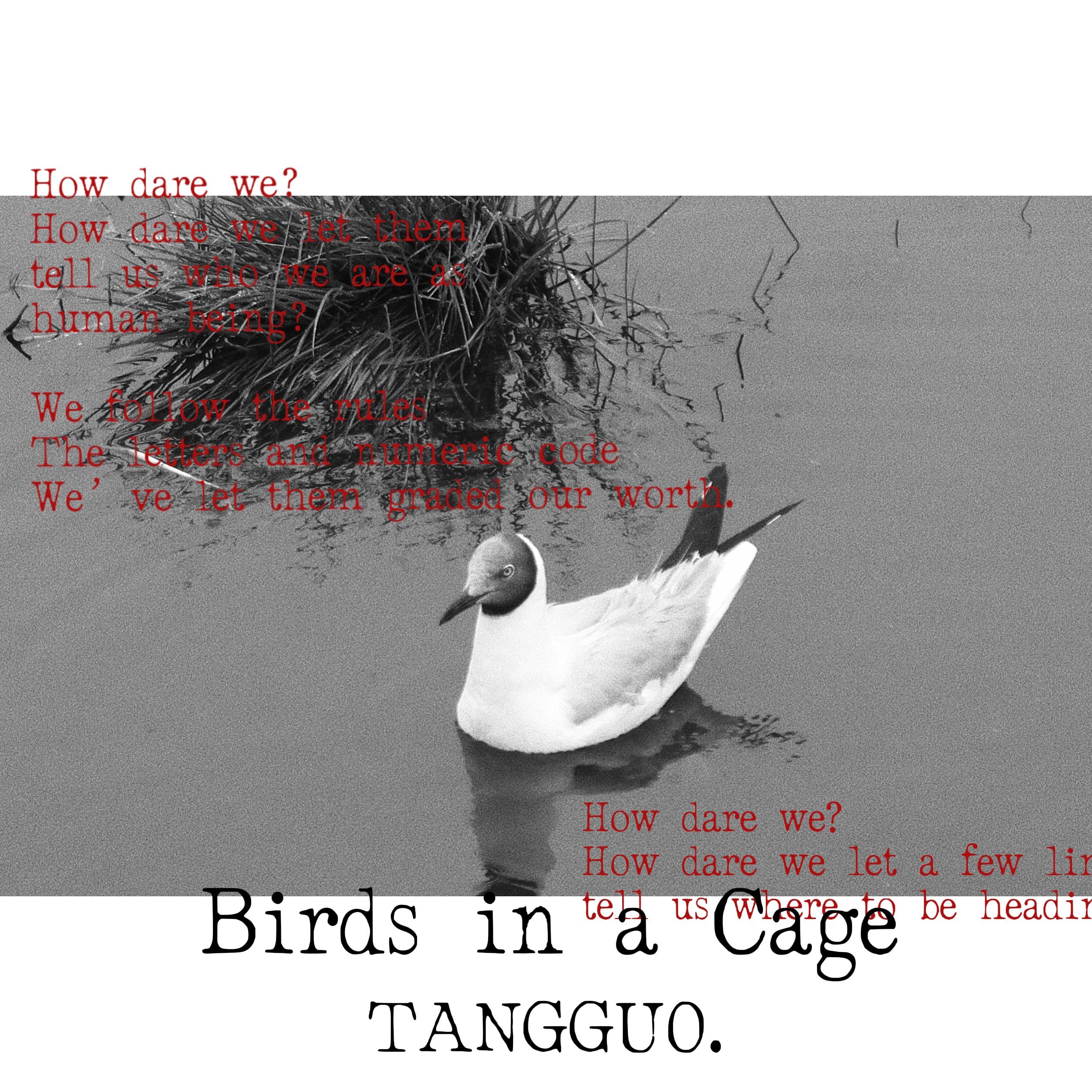 Birds in a Cage 笼中之鸟