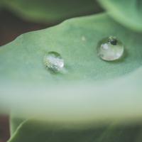 25 Tranquil Summer Rain Sounds