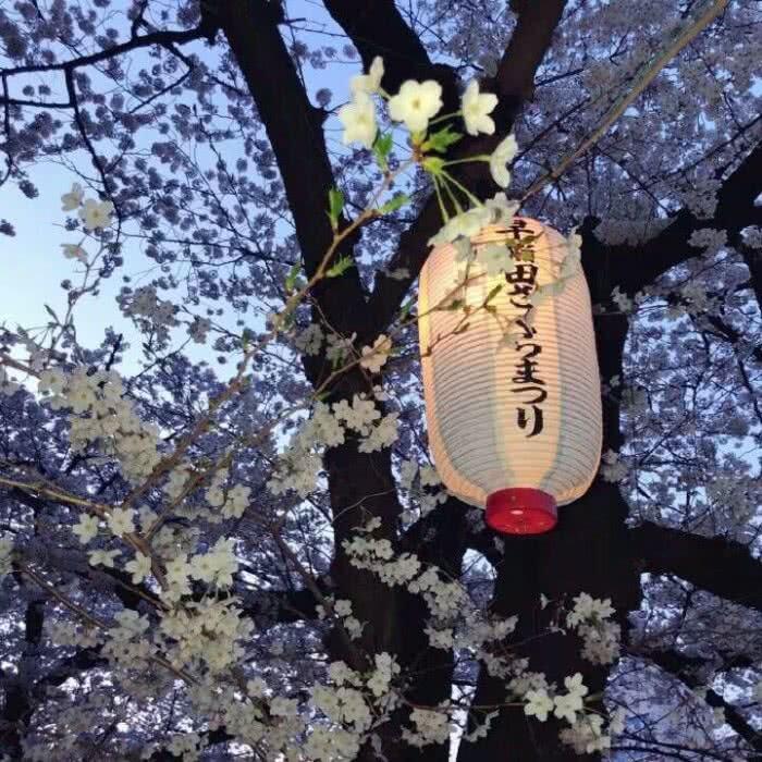 声优