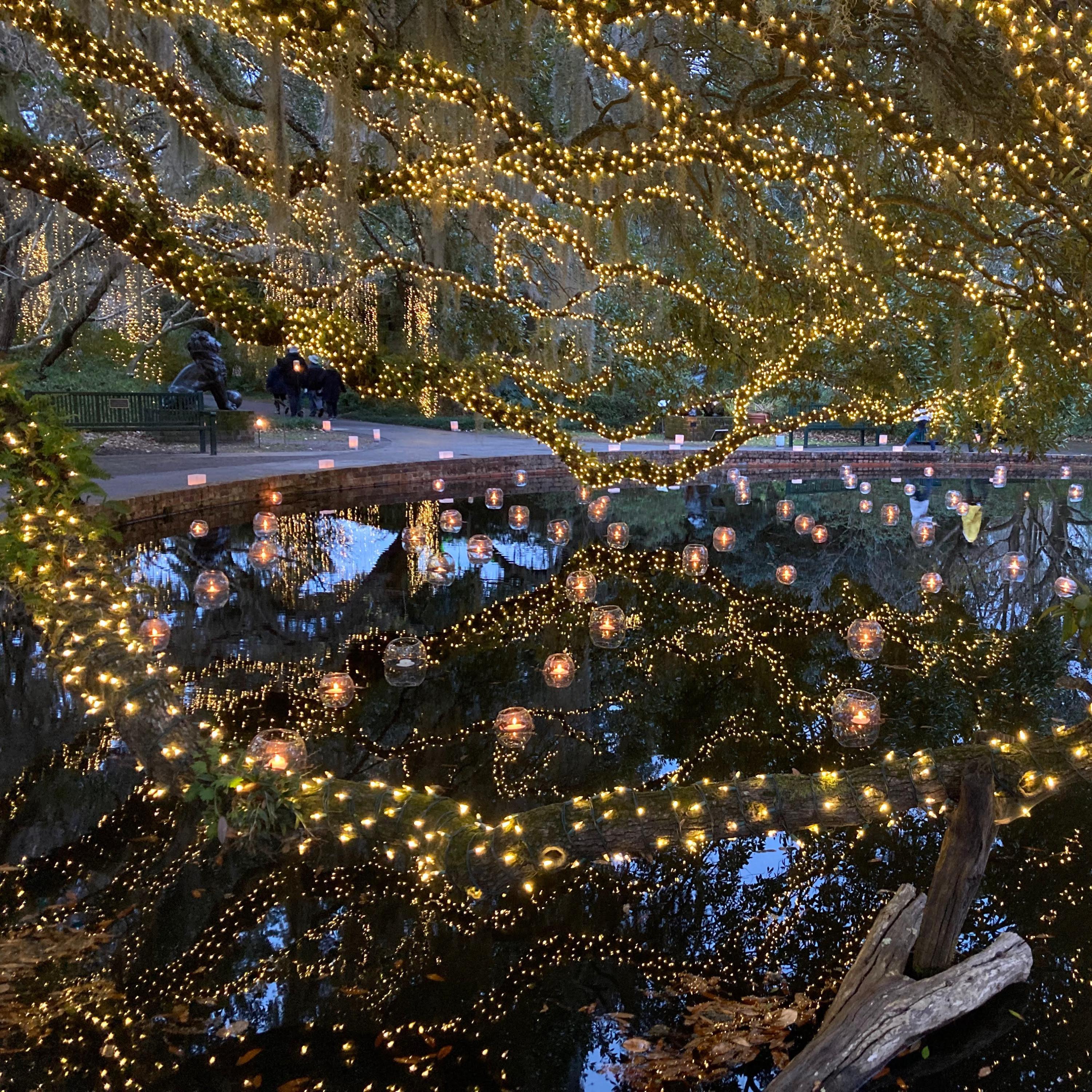 Amaryllis to Aqueous