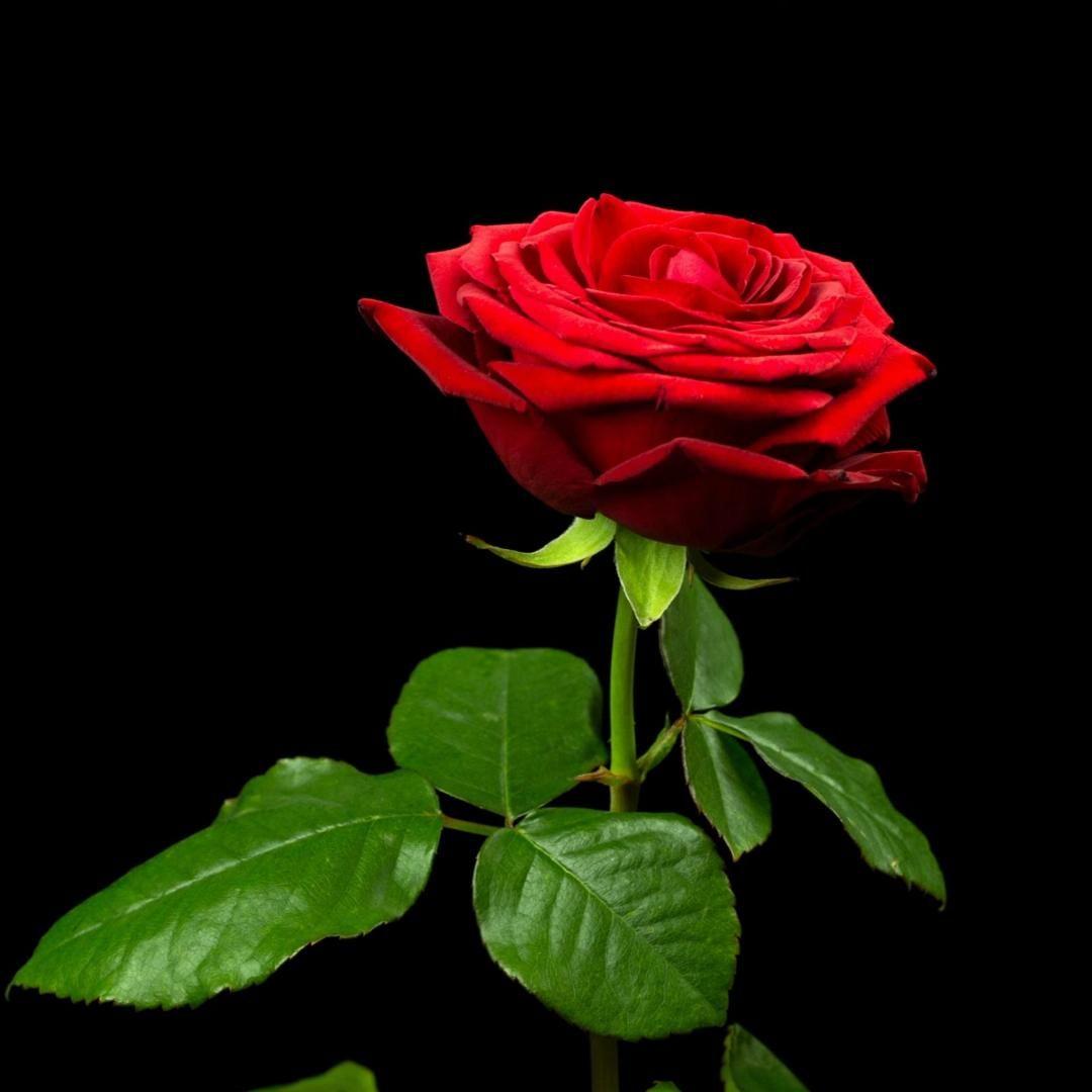 像玫瑰错过花期而我错过你