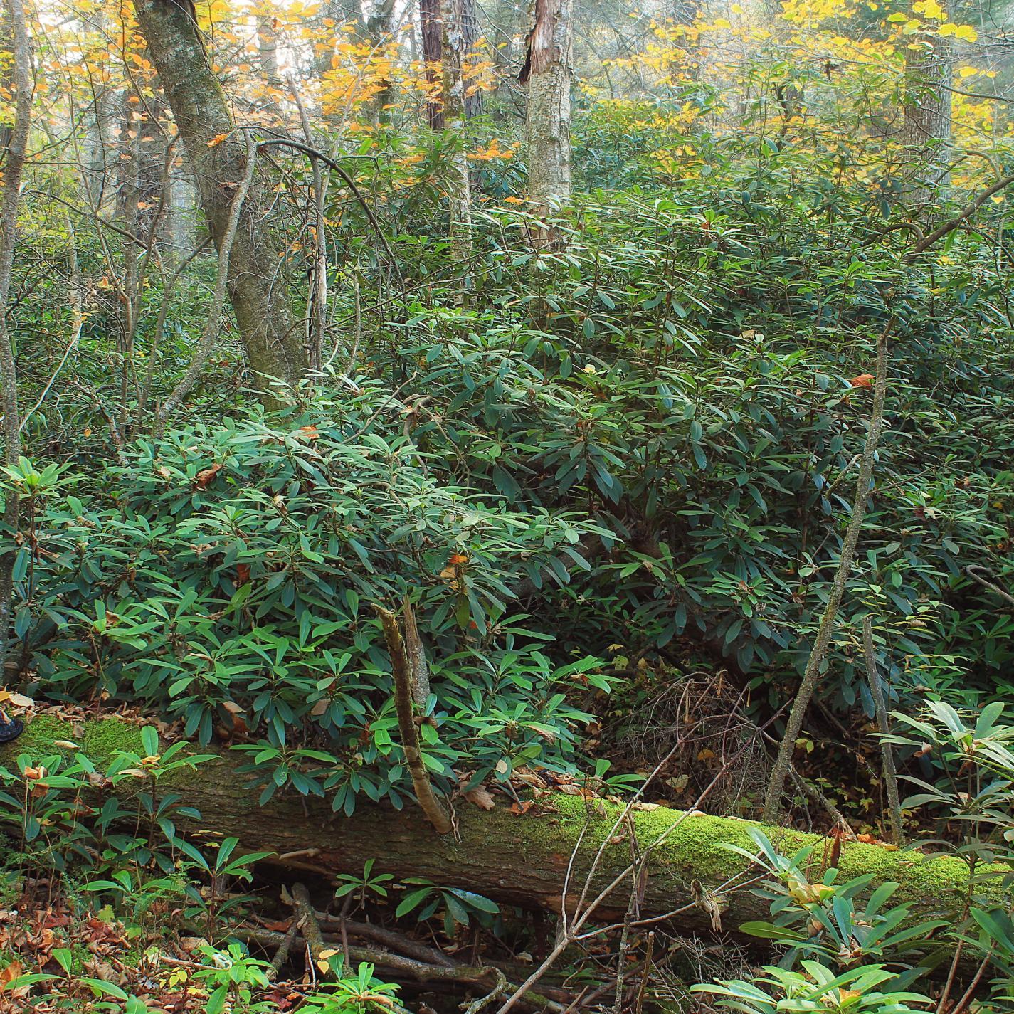 The Embearor's New Groove