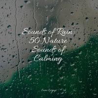 Sounds of Rain: 50 Nature Sounds of Calming