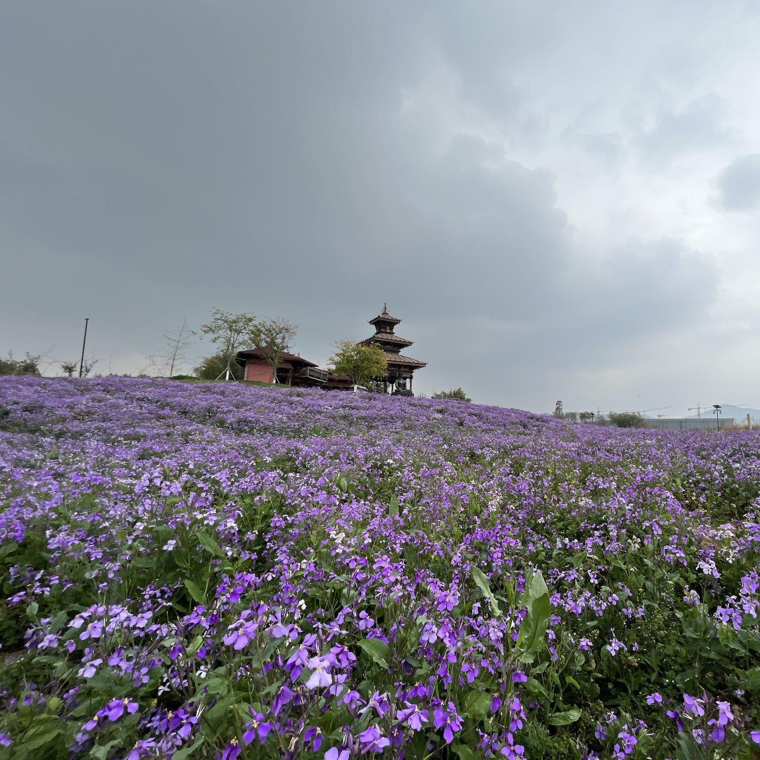 种花封面