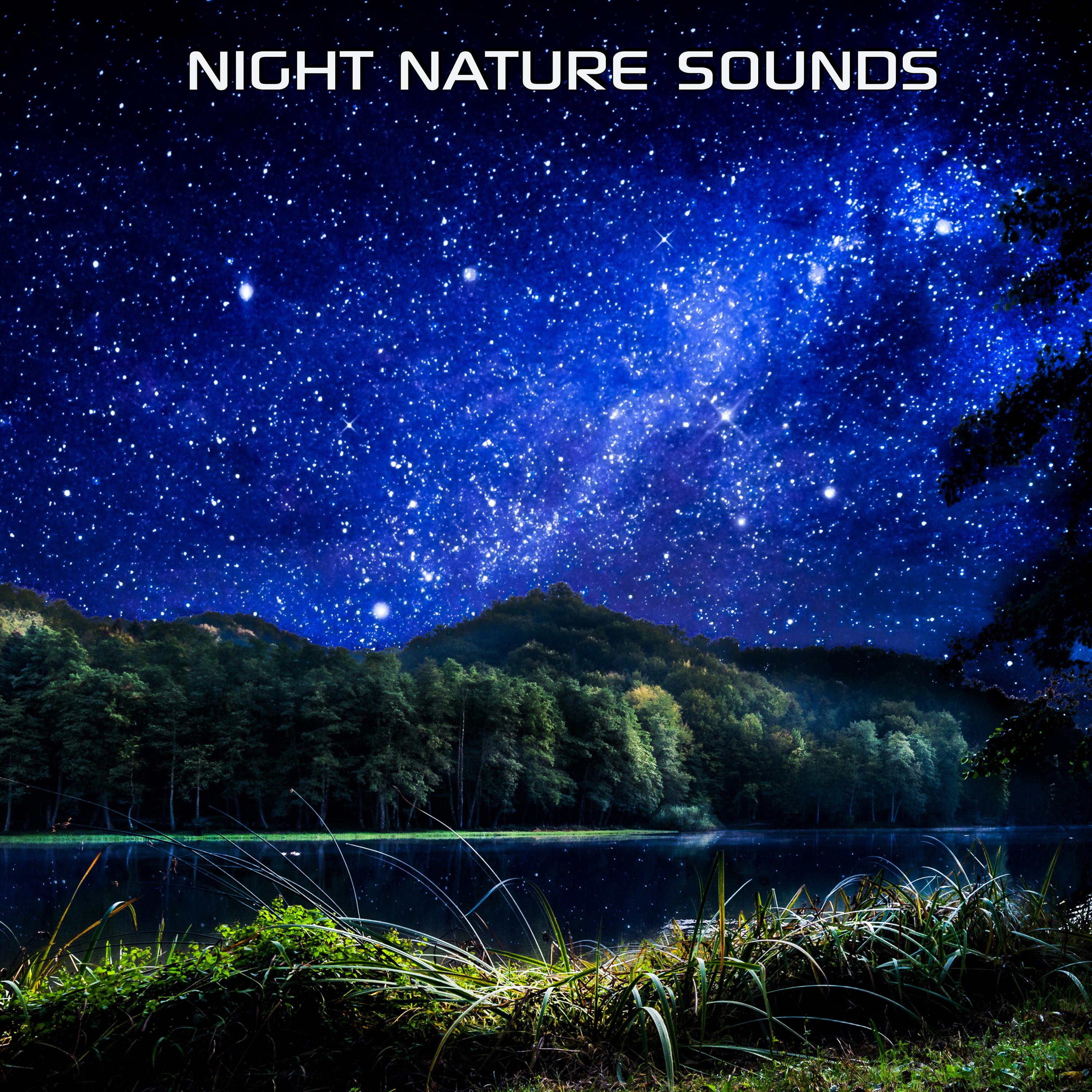 Calming Night Nature Sounds Night Nature Sounds/Nerves System