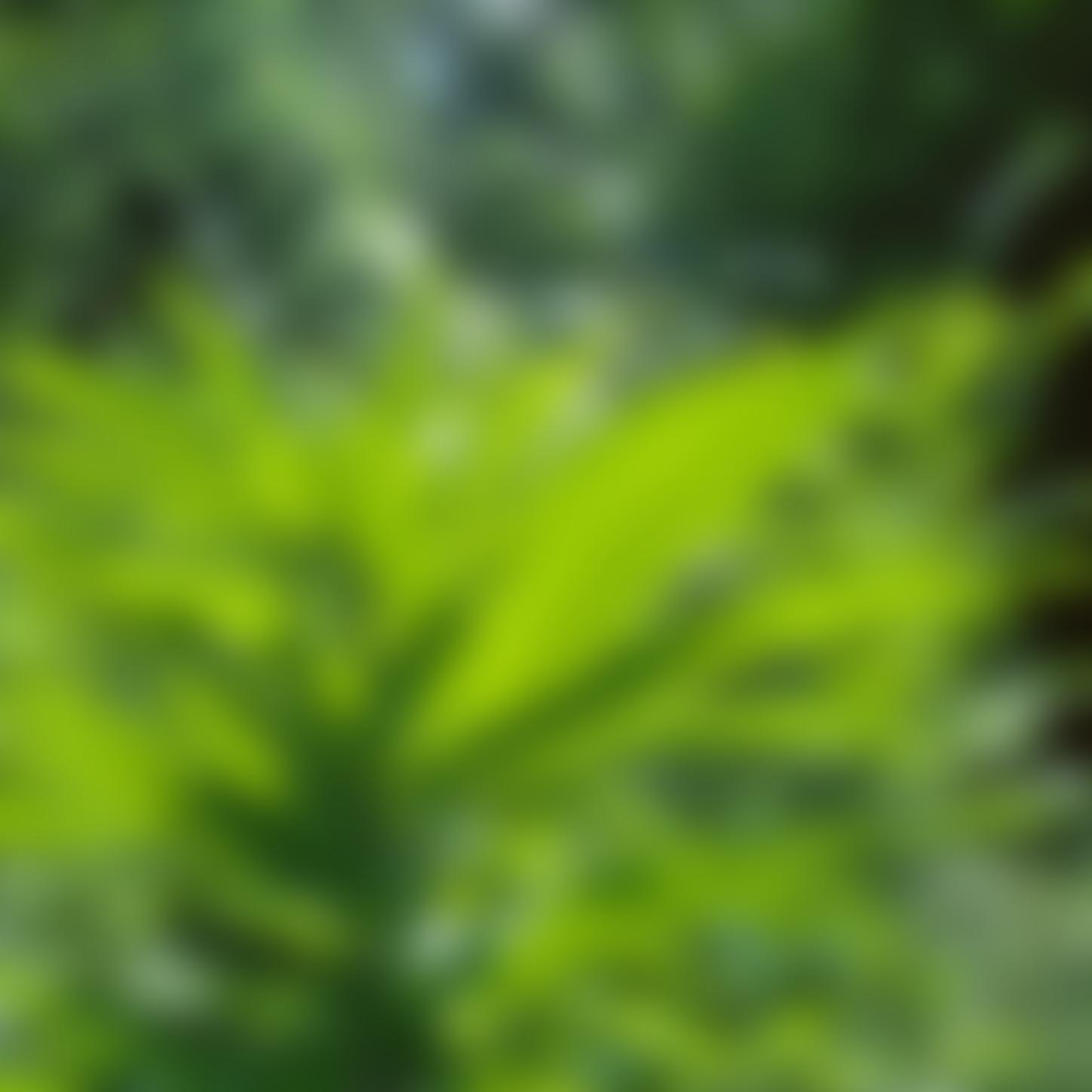 Center of the Forest