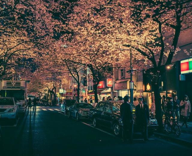 世间满樱花
