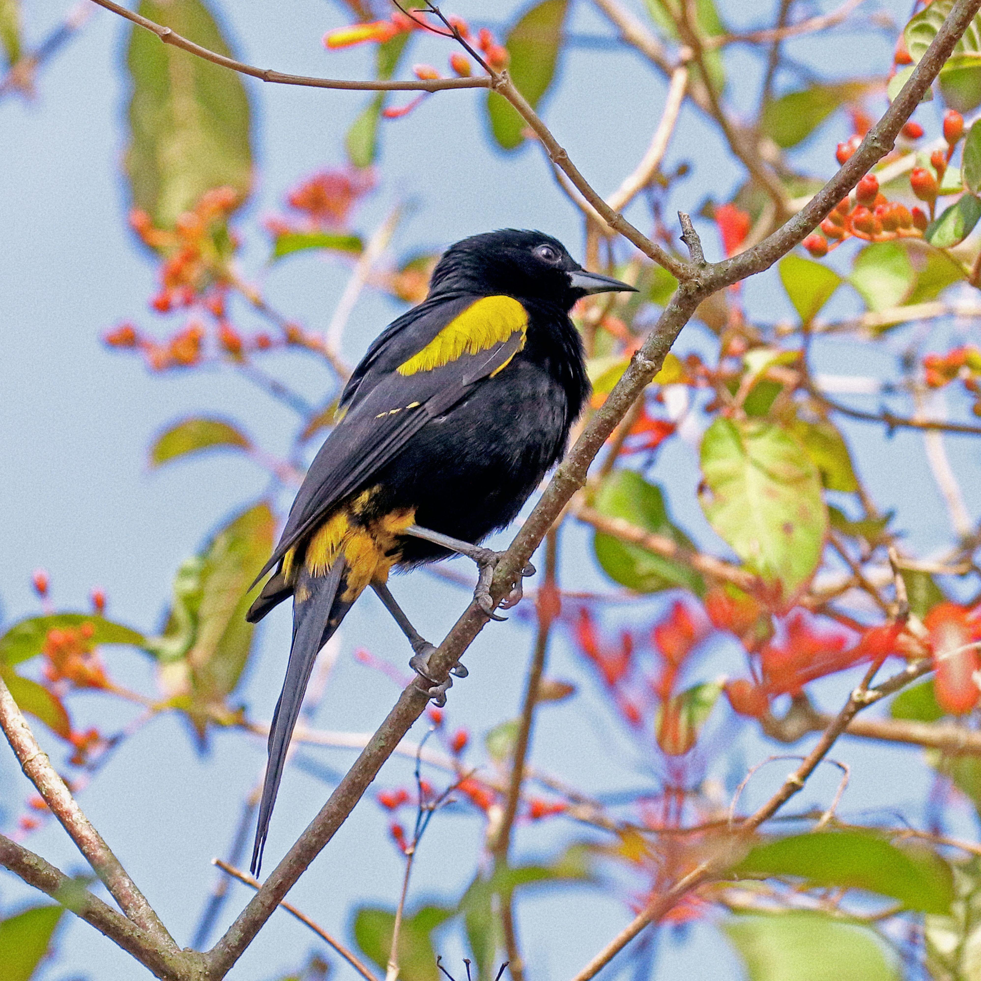 [NOTFREE] "黄鹂" - CHINA TYPE BEAT V 2023