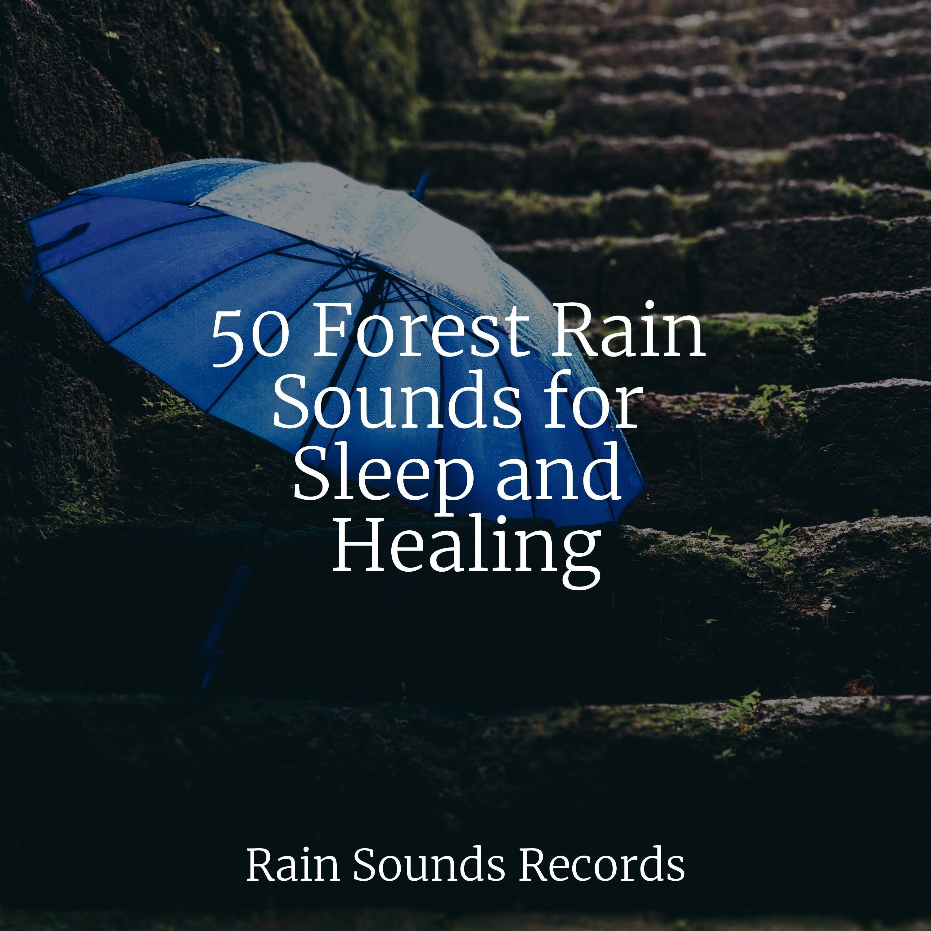 50 Forest Rain Sounds for Sleep and Healing - Ambient - 专辑 - 网易云音乐
