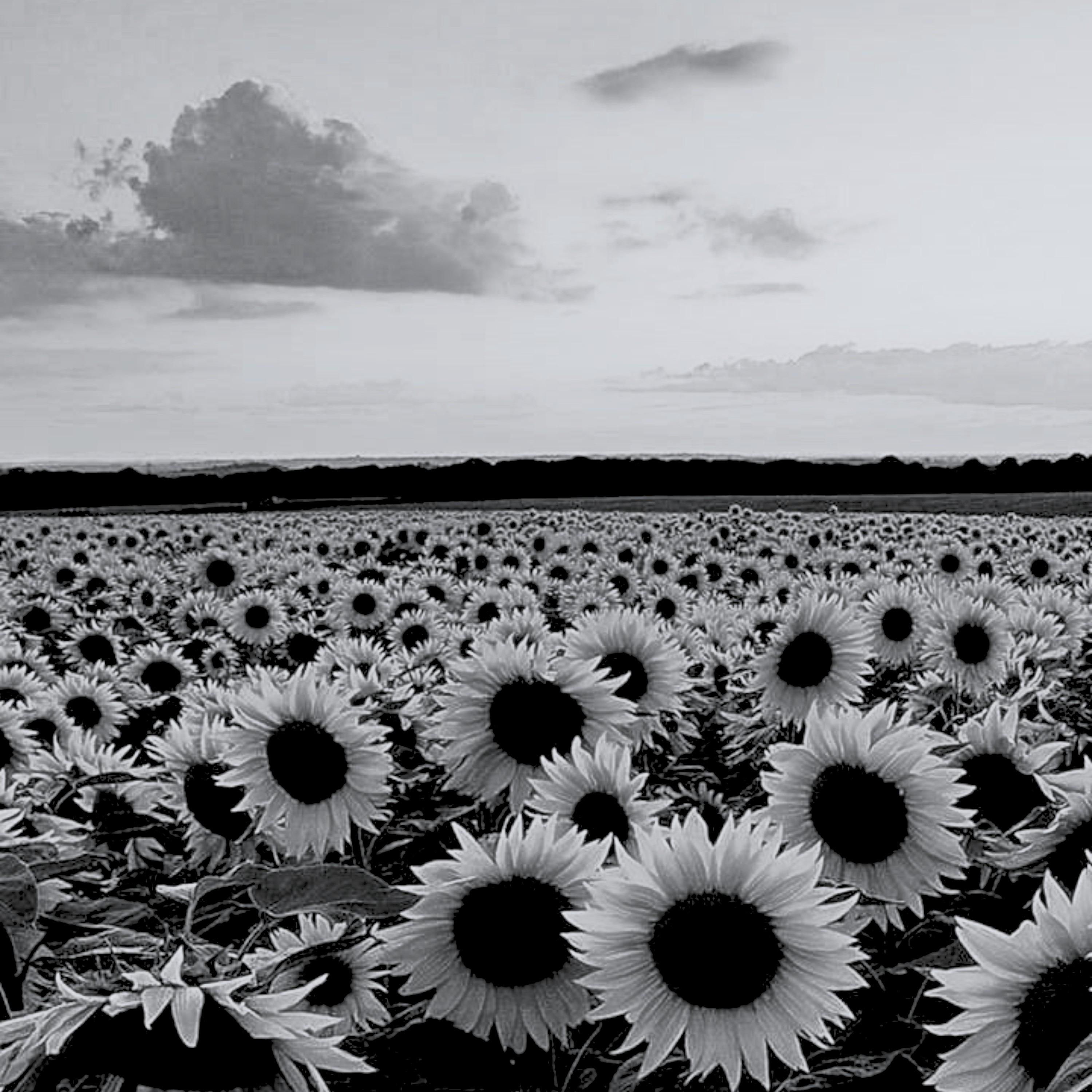 Build Me Up Buttercup