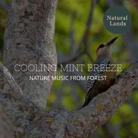 Cooling Mint Breeze - Nature Music from Forest