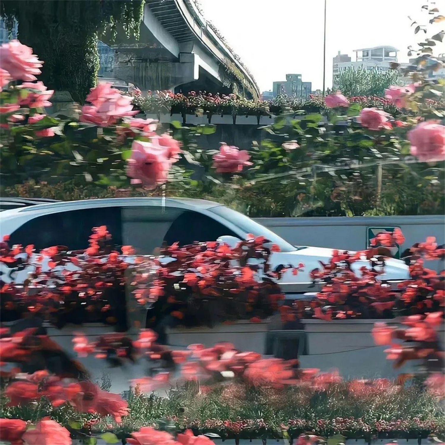 当真封面
