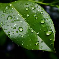 Rain in the Heart of Nature: Tranquil Forest Showers