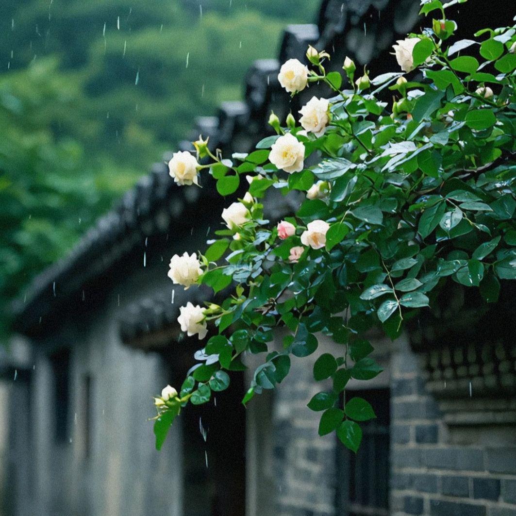 茉莉雨巷封面