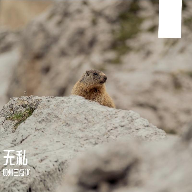 键盘侠封面
