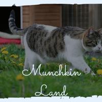 Munchkin Land