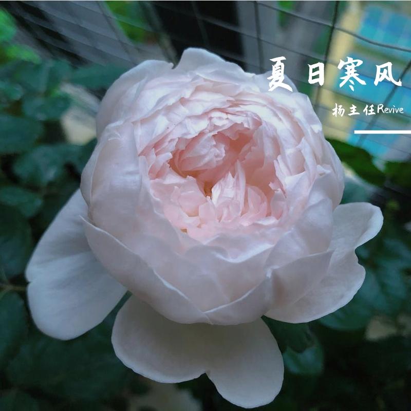 莫再悲封面