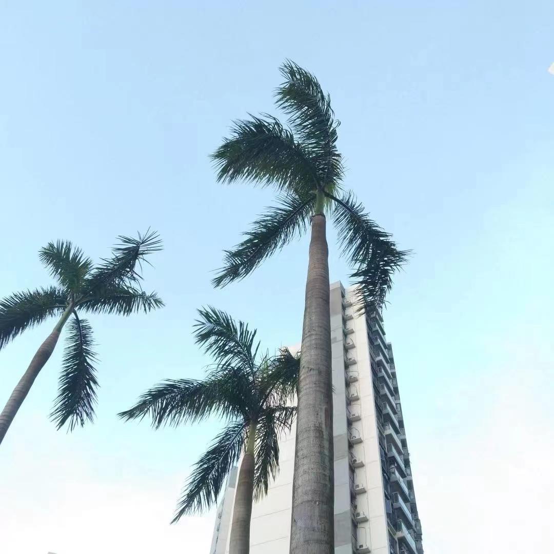 忘不掉的你（钢琴版0.8x）