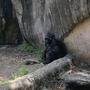 Mixtape About Gorillas