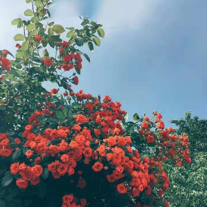 我的将军啊（女版）花间WAV封面
