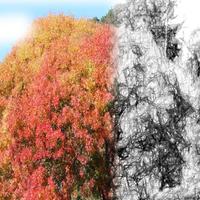 White Noise for Absolute Sleep