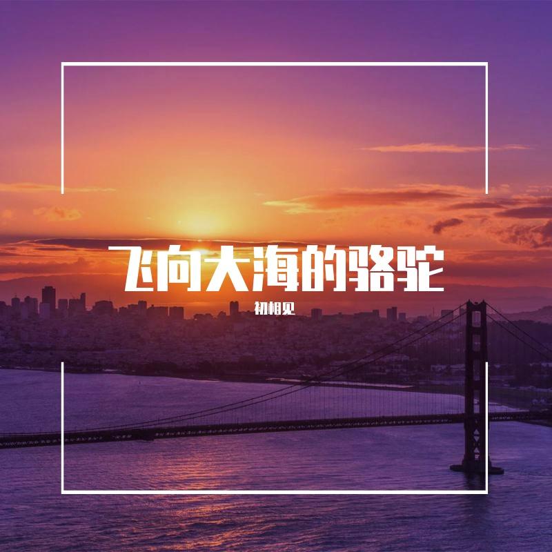 飞向大海的骆驼封面
