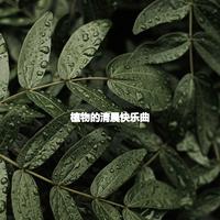 植物的清晨快乐曲