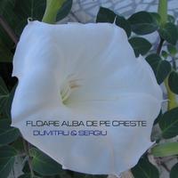 Floare Alba De Pe Creste