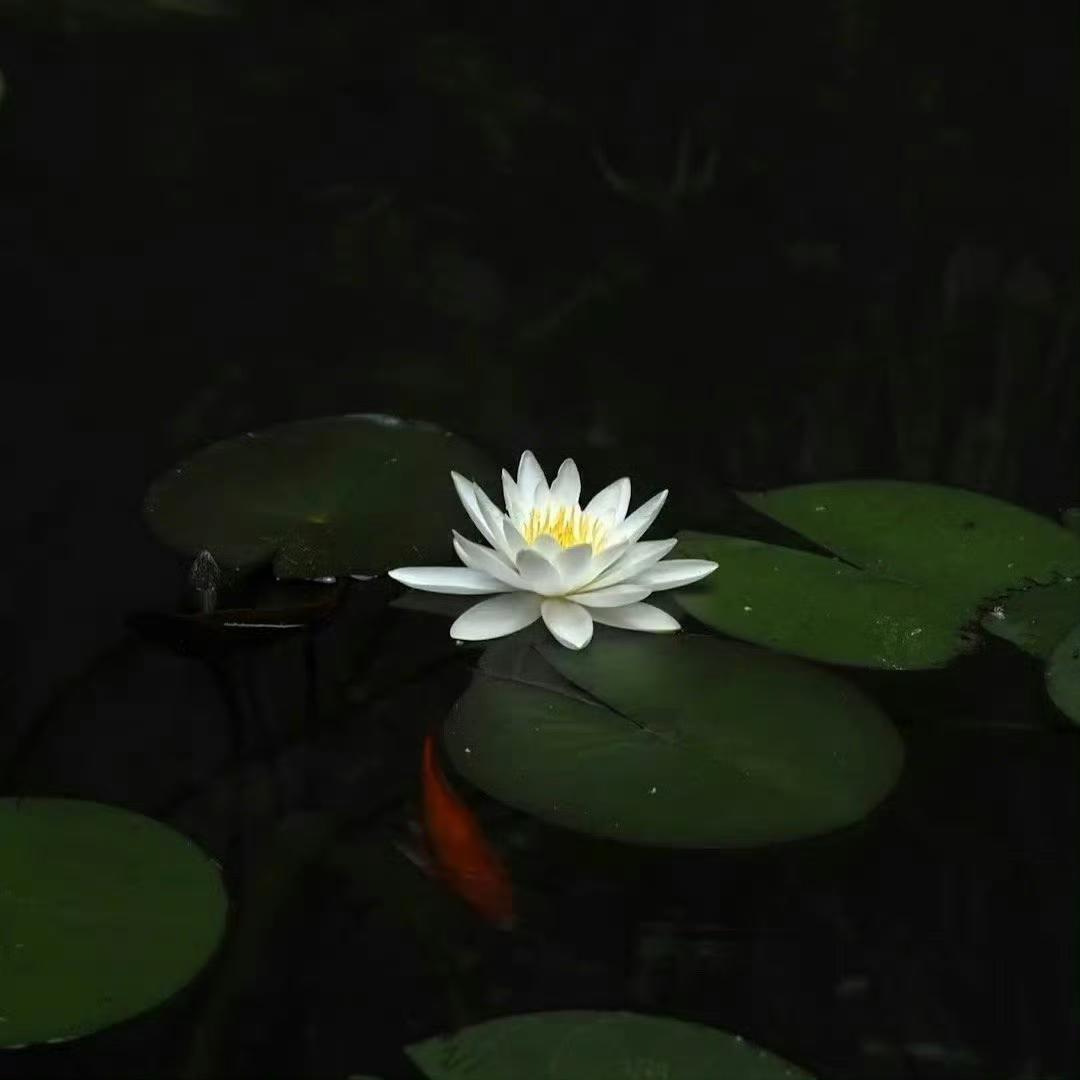 回马枪（dj版） - 萧承煦封面