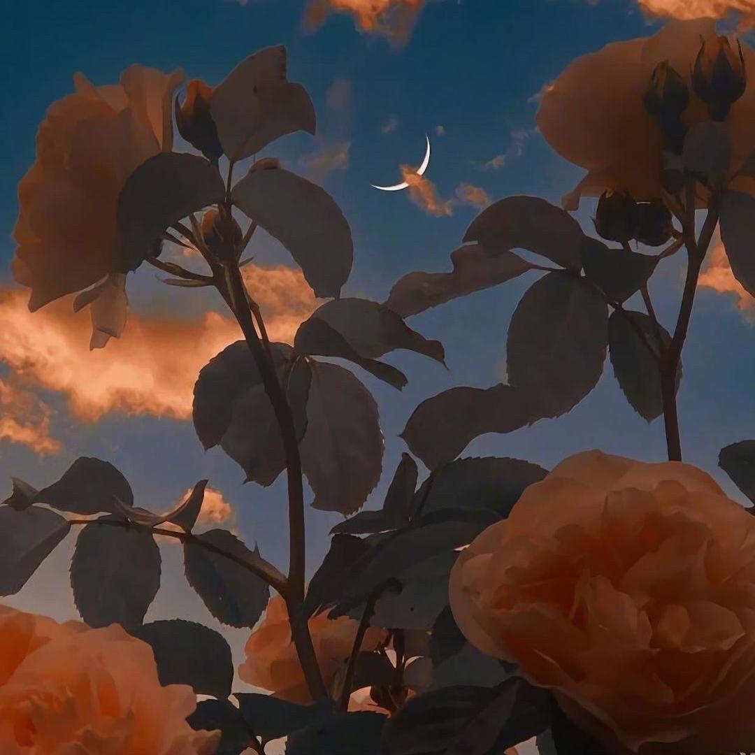 Pretty Stranger - Prismo（Kaliee remix）