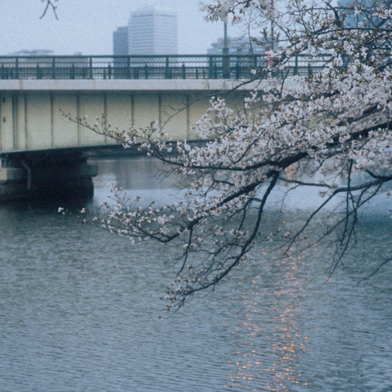 花信未至 ～ Still Waiting