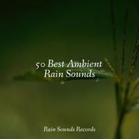 50 Best Ambient Rain Sounds