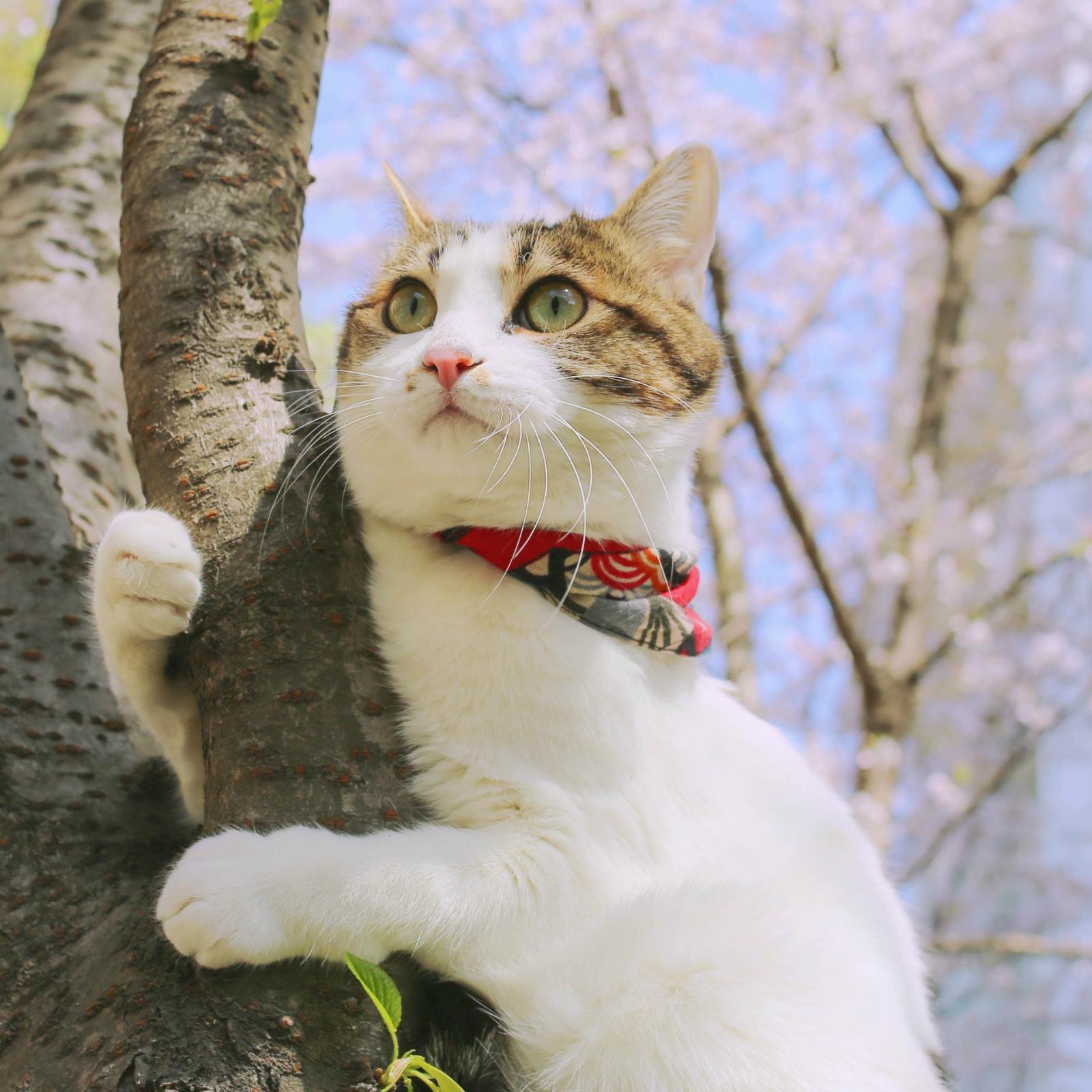 春的物语（Demo）