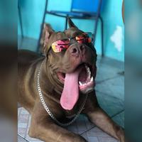 Tipo Pitbull Com Sede