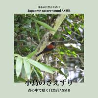 小鳥のさえずり-森の中で聴く自然音ASMR-
